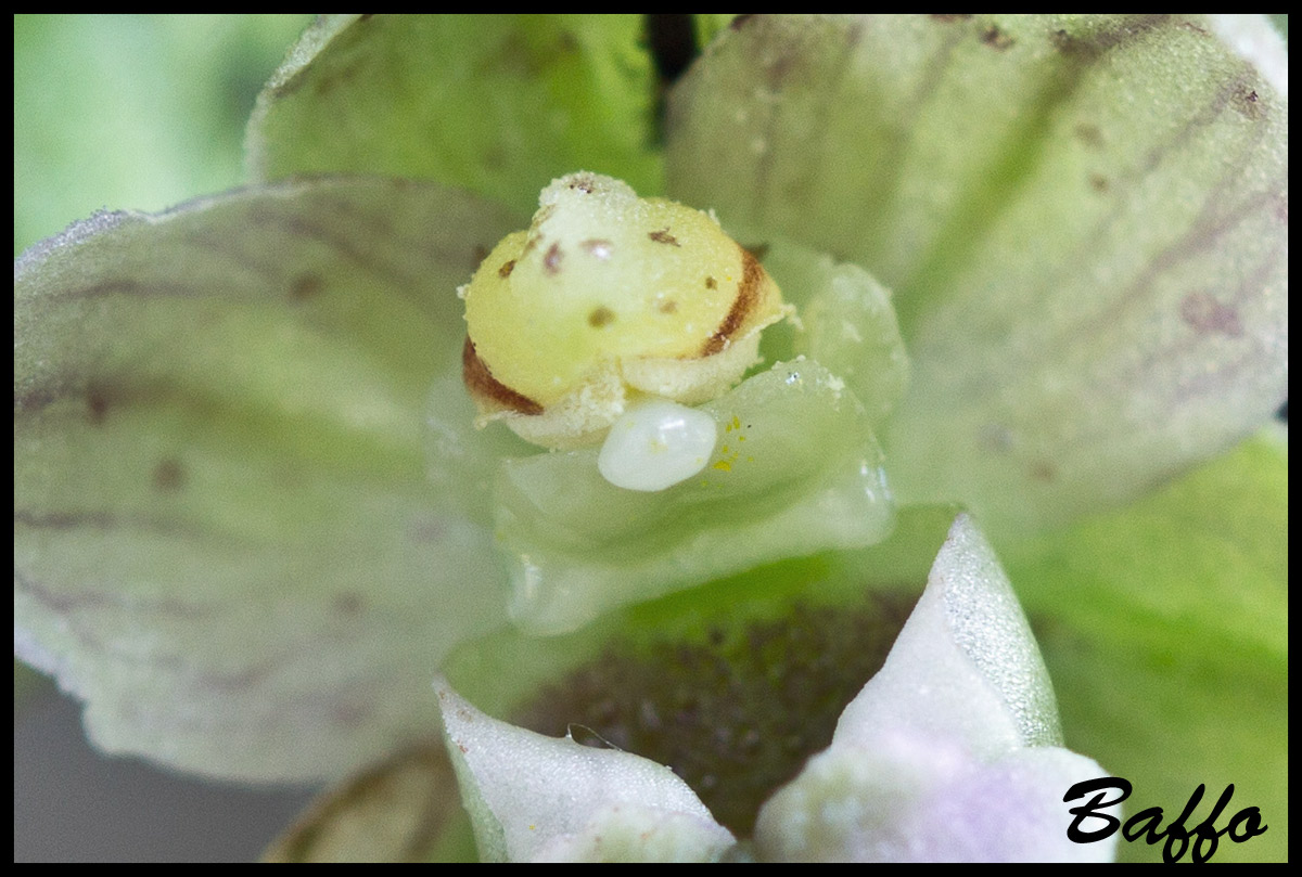 Epipactis helleborine